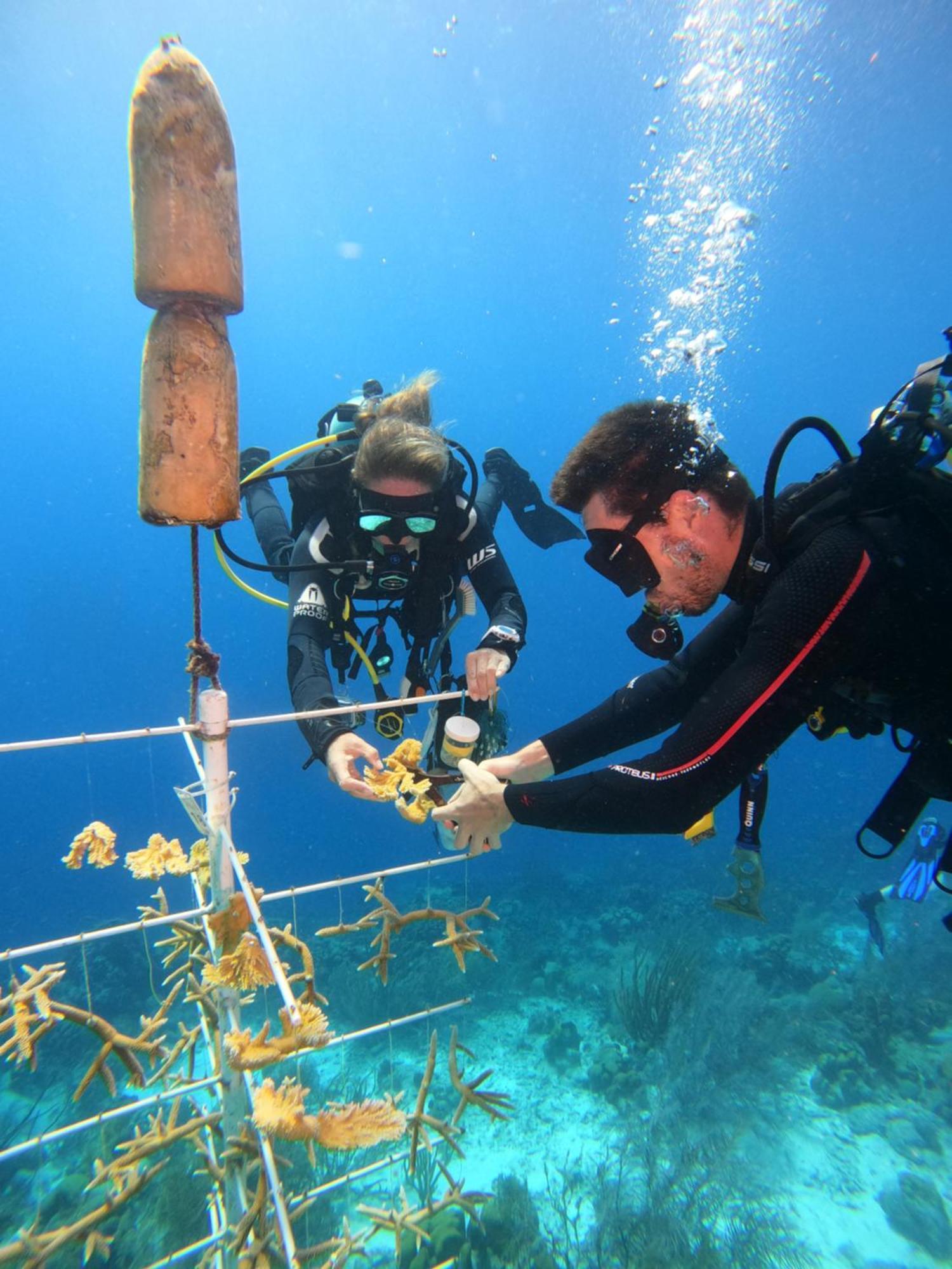 Bloozz Resort Bonaire คราเลนไดค์ ภายนอก รูปภาพ